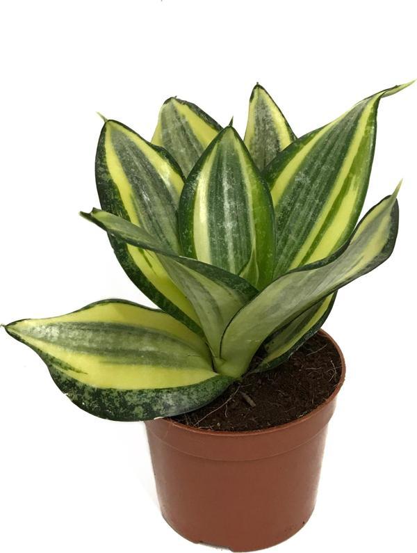 Sansevieria ‘Golden Hahnii’ (Paşa Kılıcı) - Image 1