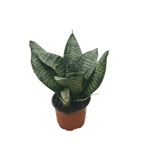 Sansevieria Zeylanica (Paşa Kılıcı) - Image 1