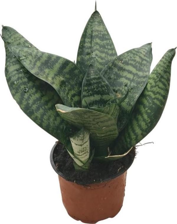 Sansevieria Zeylanica (Paşa Kılıcı) - Image 1