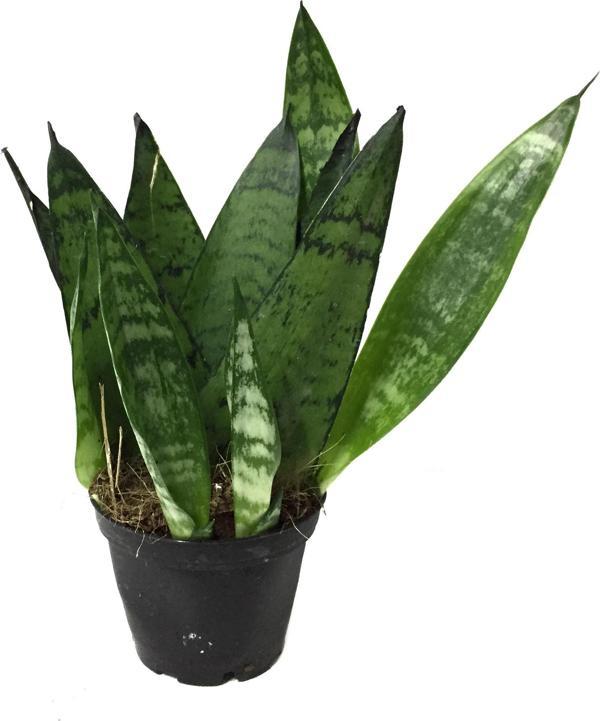Sansevieria Zeylanica (Paşa Kılıcı) - Image 1
