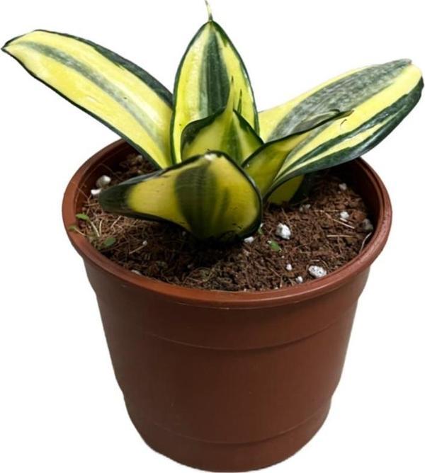 Sansevieria ‘Golden Hahnii’ (Paşa Kılıcı) - Image 1