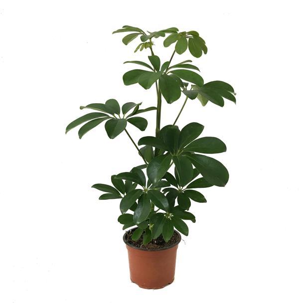 Schefflera Arboricola (Şeflera Çiçeği) Ø12 CM H30-35 CM - Image 1