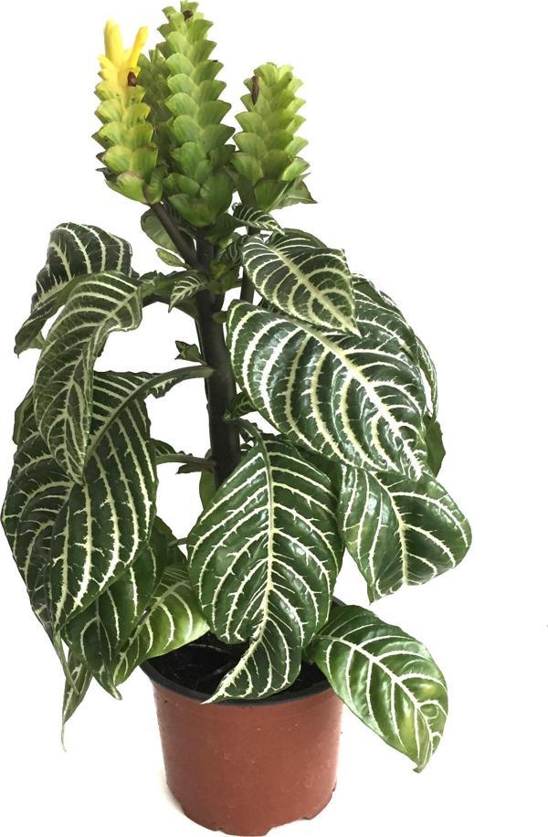 Aphelandra Squarrosa (Zebra Çiçeği) - Image 1