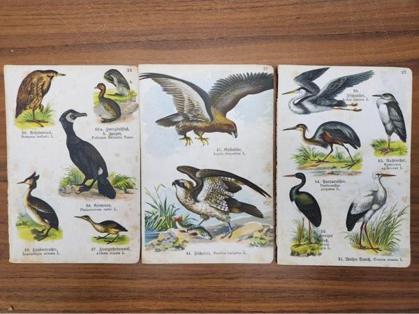 Edi Antik 3 Adet Taş Baskı Eski Dönem Kuşlar. Her Biri 11X17Cm Boyutunda 3 - Image 1