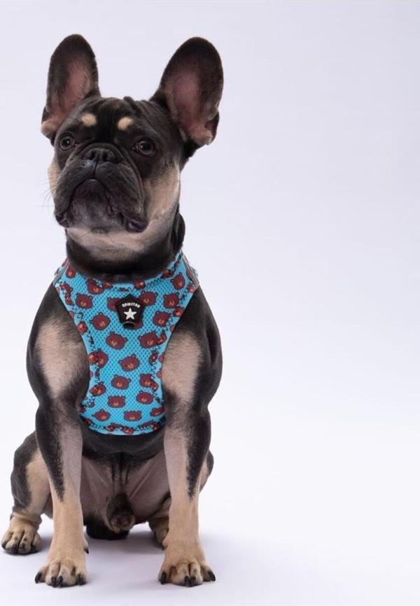 Pawstar Bears Air-Mesh Göğüs Tasması Kedi Köpek Göğüs Tasması - Image 1