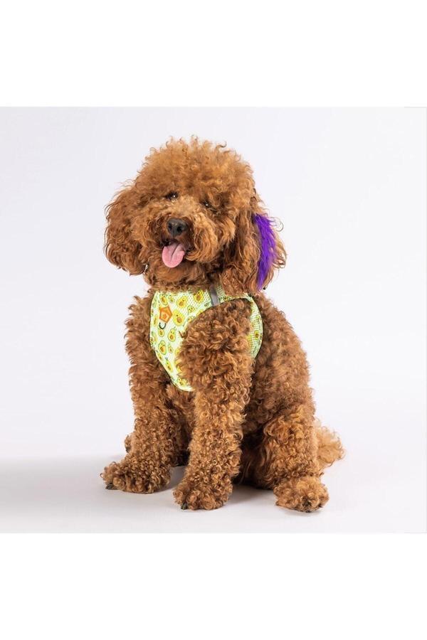 Pawstar Avocado Air-Mesh Göğüs Tasması Kedi Köpek Göğüs Tasması - Image 1
