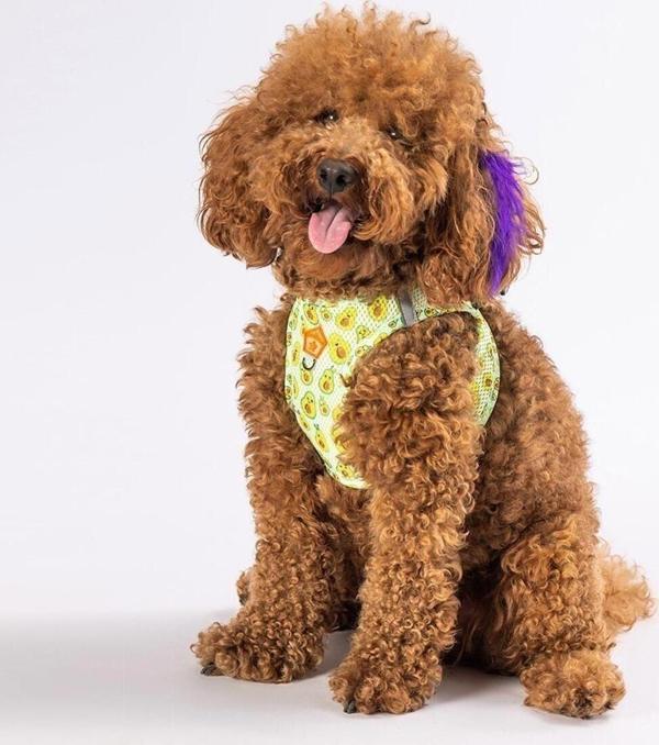 Pawstar Avocado Air-Mesh Göğüs Tasması Kedi Köpek Göğüs Tasması - Image 1
