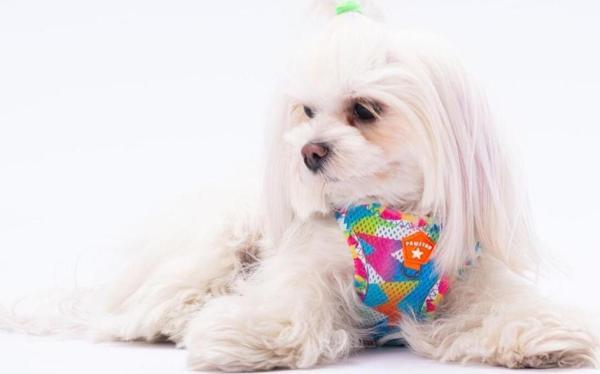Pawstar Mosaic Air-Mesh Göğüs Tasması Kedi Köpek Göğüs Tasması - Image 1