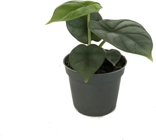 Alocasia 'Silver Dragon' (Fil Kulağı) - Image 1