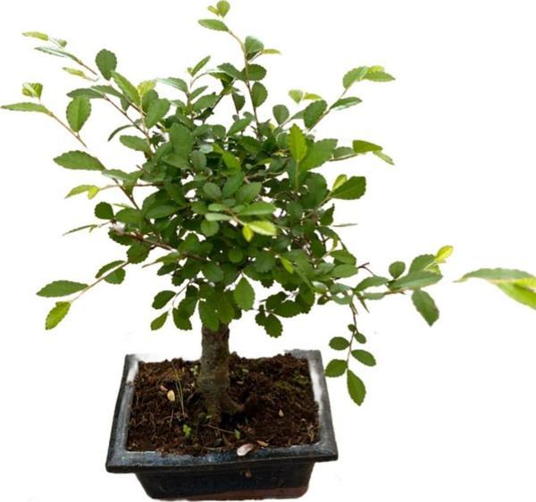Bonsai - Zelkova - Image 1