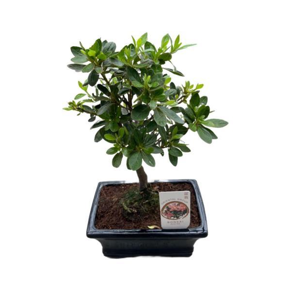 Bonsai - Azalea - Image 1