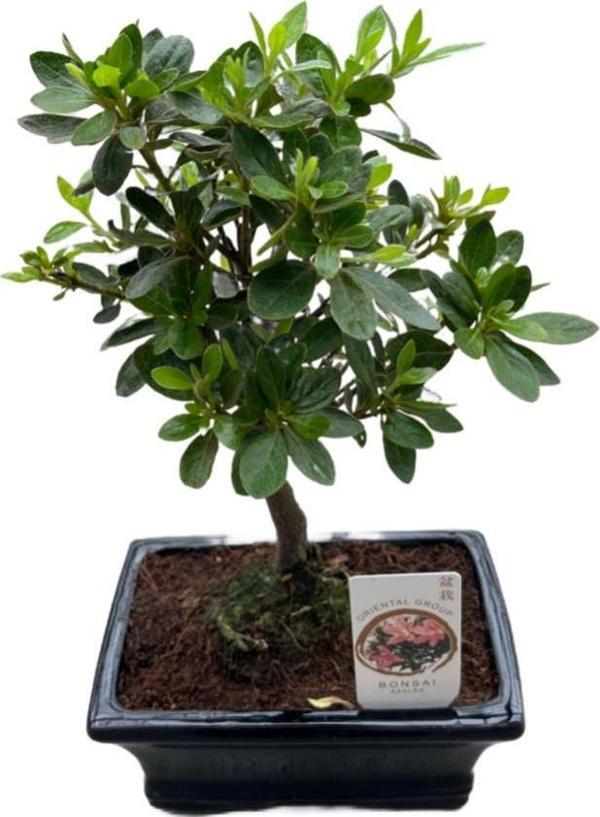 Bonsai - Azalea - Image 1