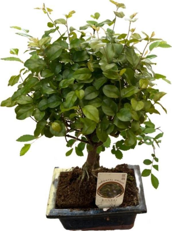 Bonsai - Sageretia - Image 1