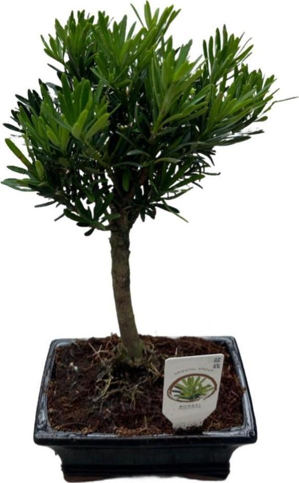 Bonsai - Podocarpus - Image 1