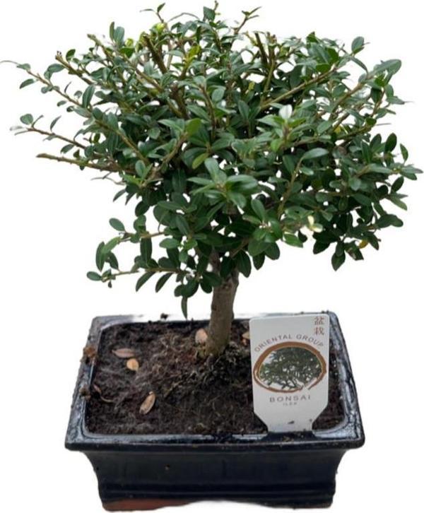 Bonsai - Ilex - Image 1