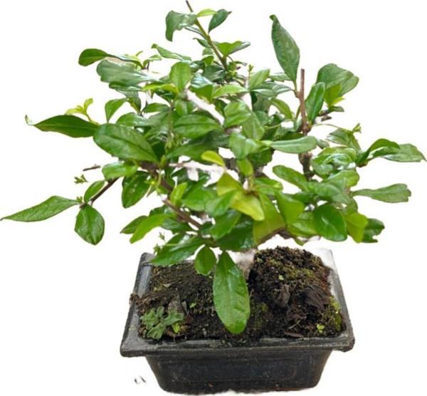 Bonsai - Carmona - Image 1