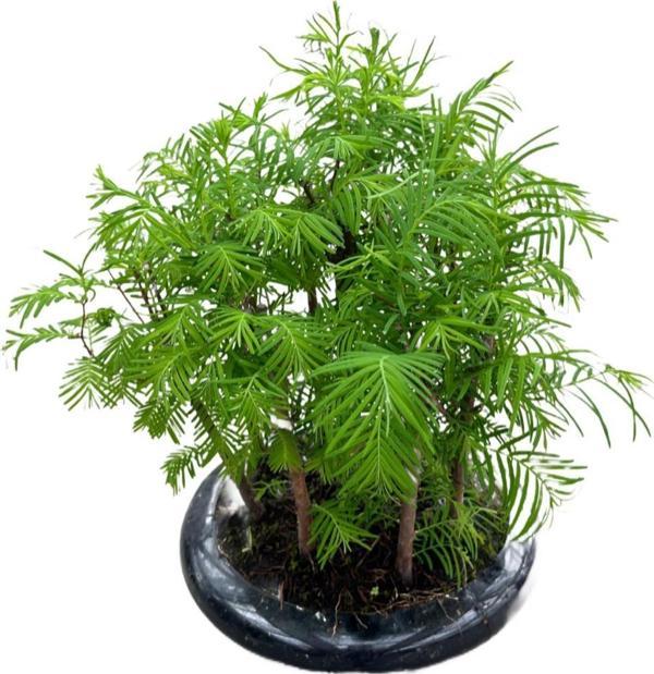 Bonsai - Larex - Image 1