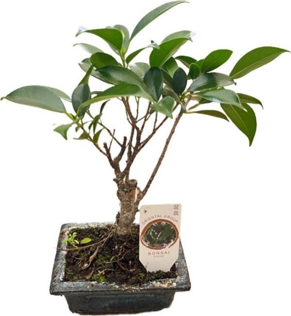Bonsai - Ficus - Image 1