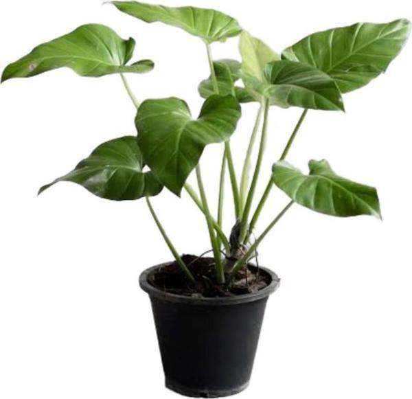 Philodendron Giganteum - Image 1