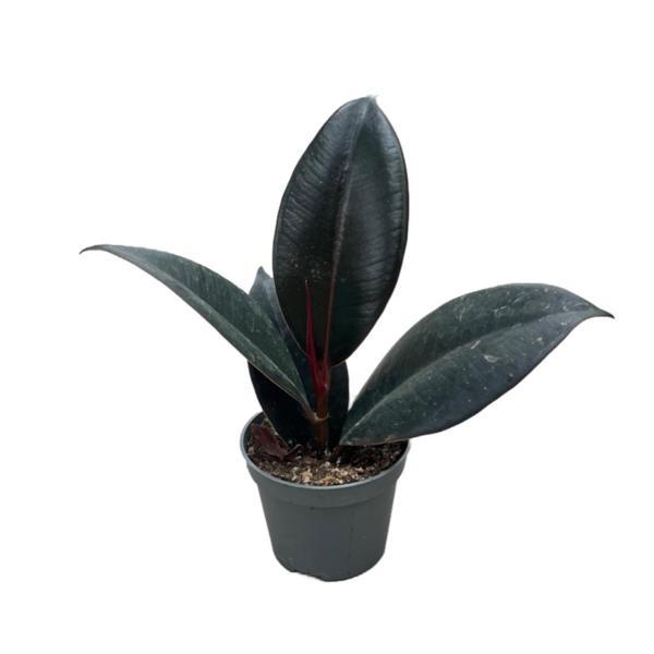 Ficus Elastica 'Abidjan' (Kauçuk Çiçeği) - Image 1