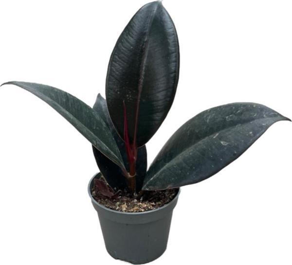 Ficus Elastica 'Abidjan' (Kauçuk Çiçeği) - Image 1