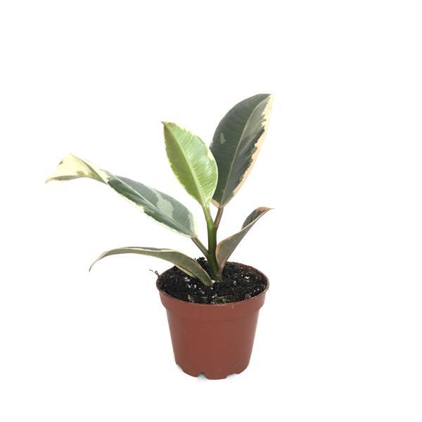 Ficus Elastica 'Tineke' (Kauçuk Çiçeği) - Image 1