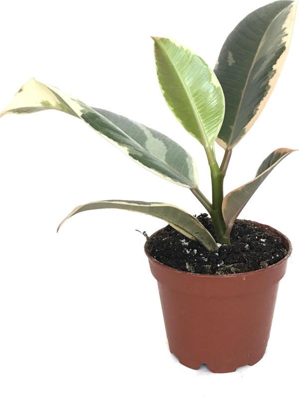 Ficus Elastica 'Tineke' (Kauçuk Çiçeği) - Image 1