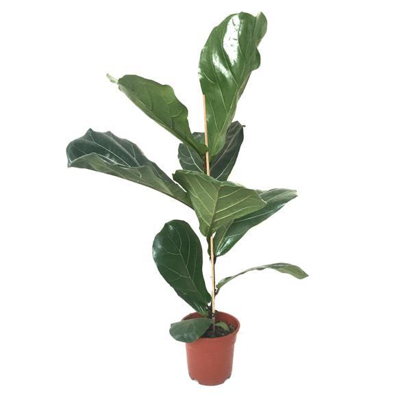 Ficus Lyrata (Keman Yapraklı Kauçuk Çiçeği) - Image 1