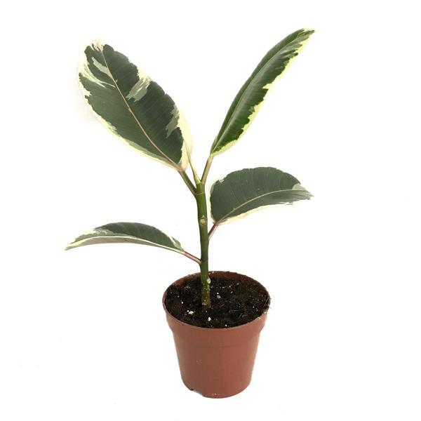 Ficus Elastica 'Tineke' (Kauçuk Çiçeği) - Image 1
