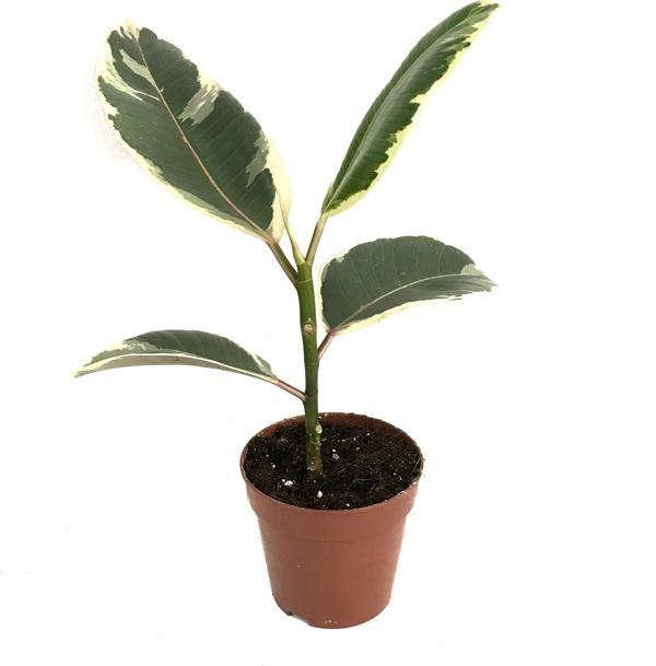 Ficus Elastica 'Tineke' (Kauçuk Çiçeği) - Image 1