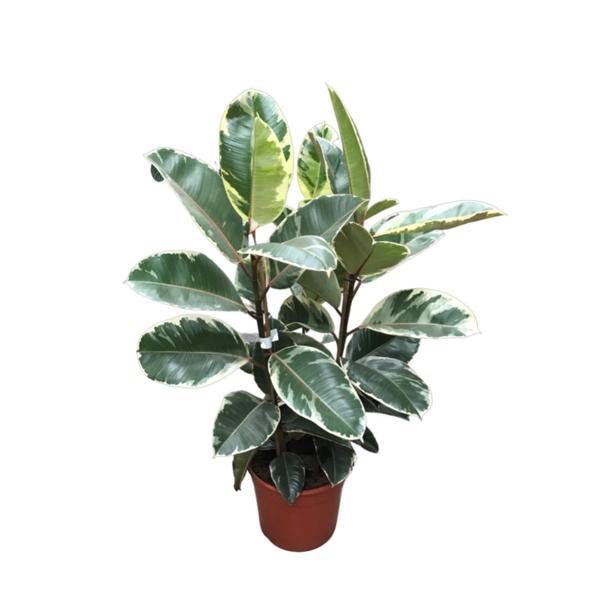 Ficus Elastica 'Tineke' (Kauçuk Çiçeği) - Image 1