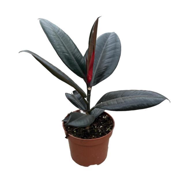 Ficus Elastica 'Abidjan' (Kauçuk Çiçeği) - Image 1