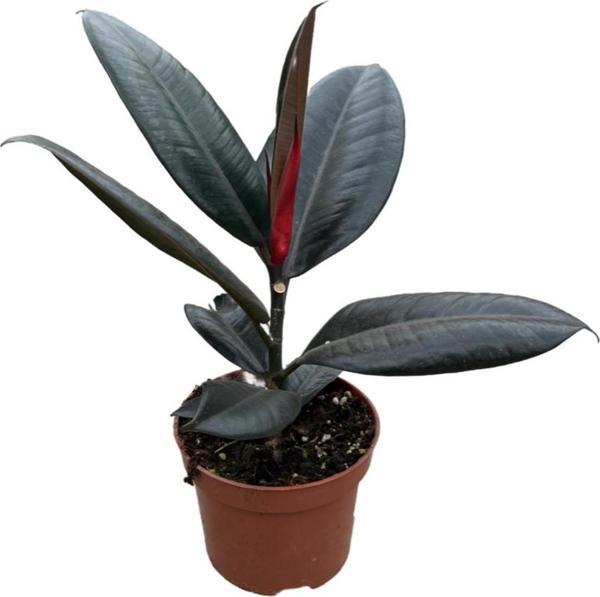 Ficus Elastica 'Abidjan' (Kauçuk Çiçeği) - Image 1