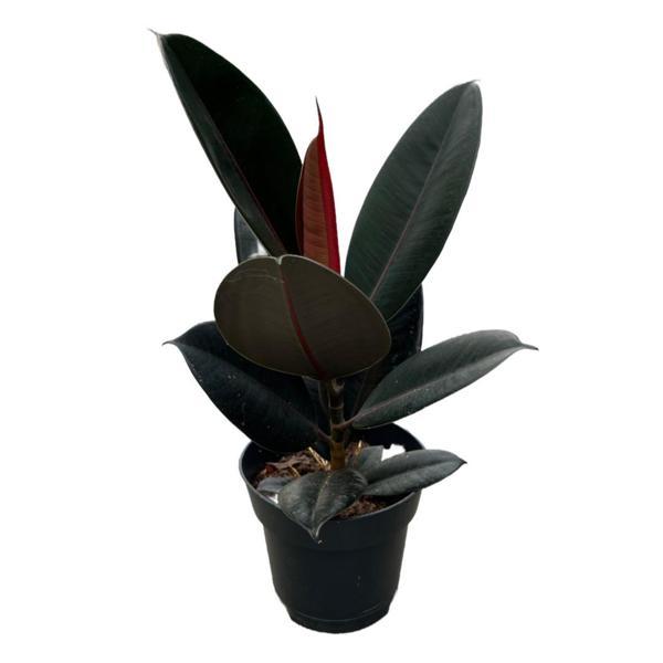 Ficus Elastica 'Abidjan' (Kauçuk Çiçeği) - Image 1