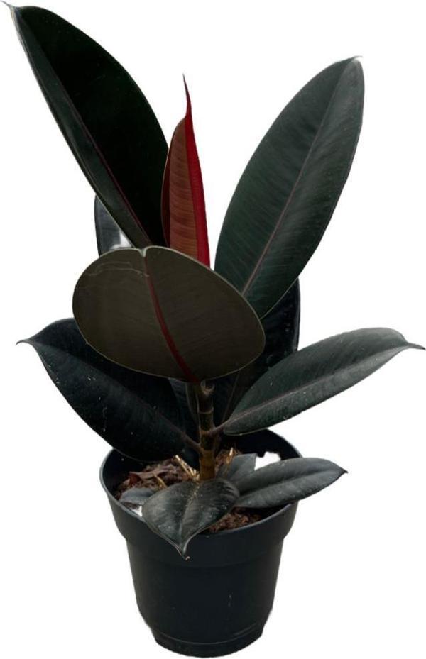 Ficus Elastica 'Abidjan' (Kauçuk Çiçeği) - Image 1