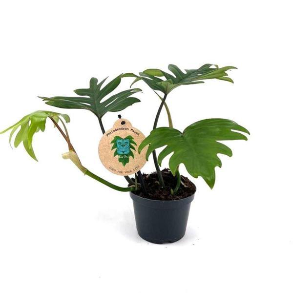 Philodendron Mayoi - Image 1
