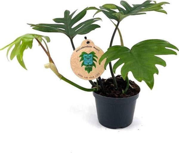 Philodendron Mayoi - Image 1