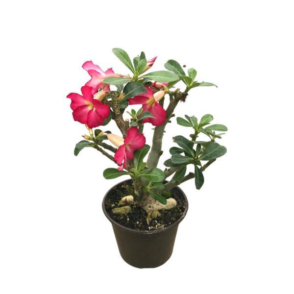 Adenium Obesum (Çöl Gülü) - Image 1