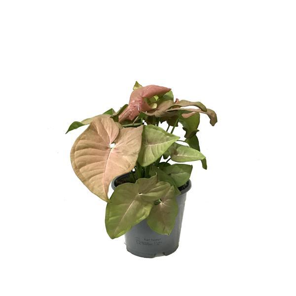 Syngonium Podophyllum 'Pink' (Melek Kanadı Çiçeği) - Image 1