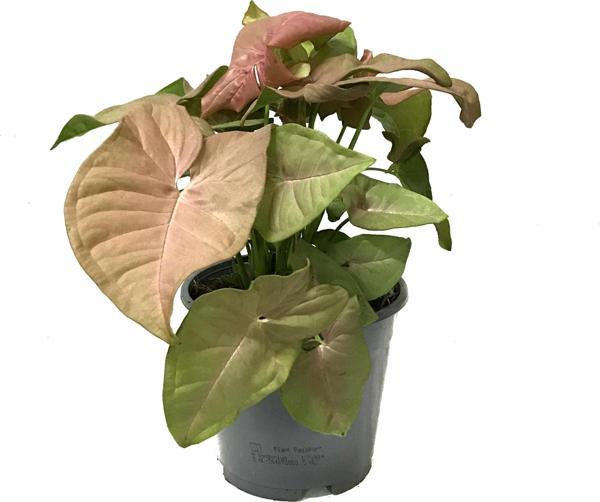 Syngonium Podophyllum 'Pink' (Melek Kanadı Çiçeği) - Image 1