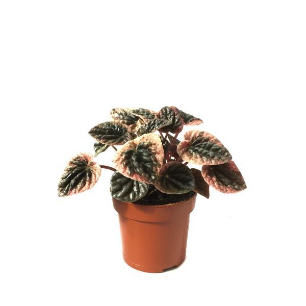 Peperomia Caperata 'Pink Lady' (Zümrüt Dalgası Çiçeği) - Image 1