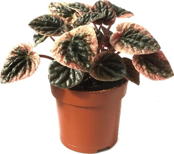 Peperomia Caperata 'Pink Lady' (Zümrüt Dalgası Çiçeği) - Image 1