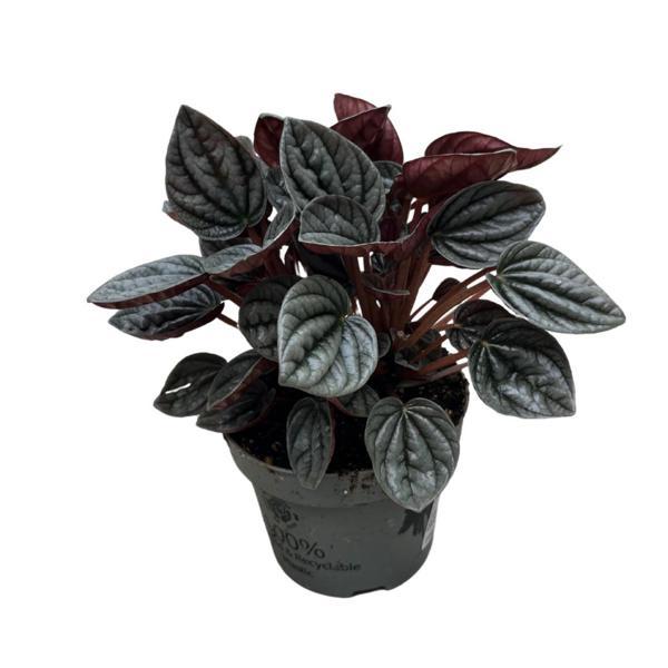 Peperomia Caperata 'Caracas' (Zümrüt Dalgası Çiçeği) - Image 1