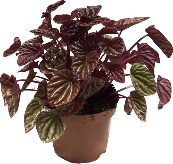 Peperomia Caperata 'Metallic Ripple' (Zümrüt Dalgası Çiçeği) - Image 1