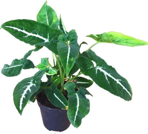 Syngonium Wendlandii (Melek Kanadı Çiçeği) - Image 1