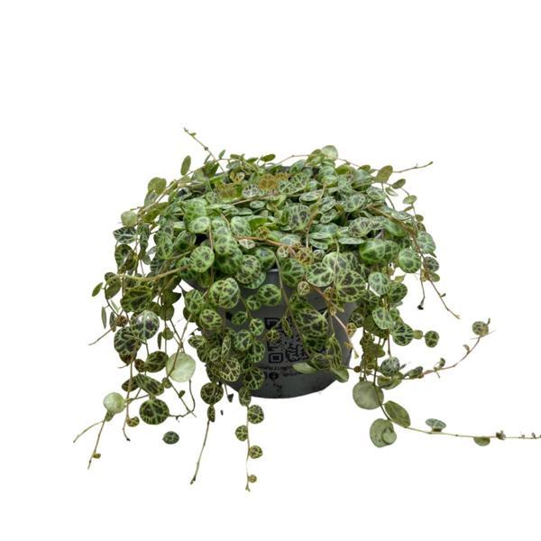 Peperomia Prostrata (Kaplumbağa Kabuğu Çiçeği) - Image 1