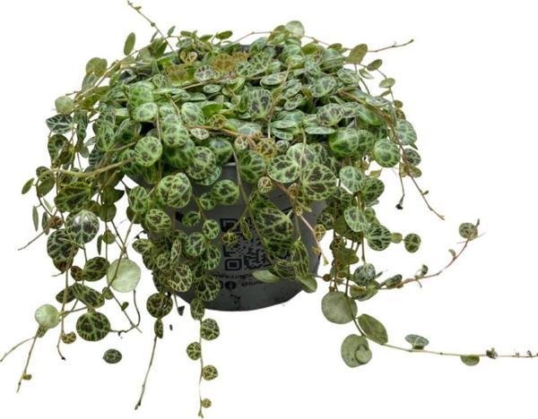 Peperomia Prostrata (Kaplumbağa Kabuğu Çiçeği) - Image 1