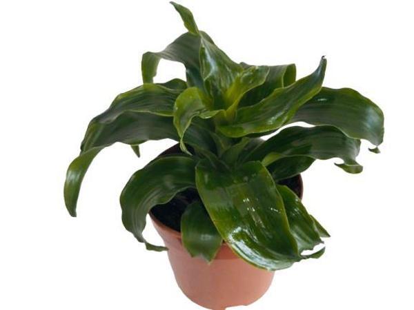 DRACAENA JANET CRAİG - Image 1
