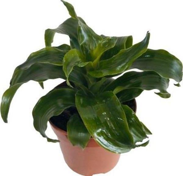 DRACAENA JANET CRAİG - Image 1