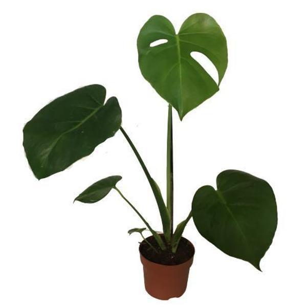 Monstera Deliciosa Deve Tabanı 60-70 cm TEK KÖKLÜ - Image 1